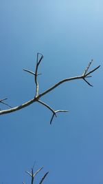 Low angle view of bird on branch against clear sky