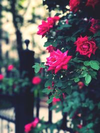 Close-up of pink rose plant