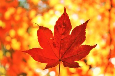 Close-up of maple leaf