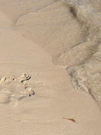 High angle view of birds on beach