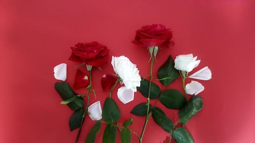 Close-up of roses against red rose