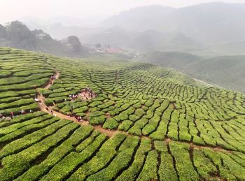 Scenic view of agricultural field