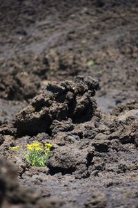 Close-up of small plant growing on field