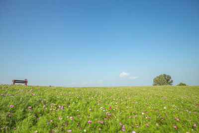 Scenic view of grassy field against blue sky