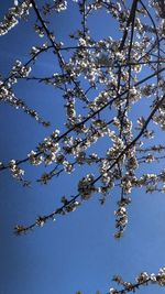 Low angle view of cherry blossom against blue sky