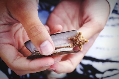 Close-up of hand holding crab