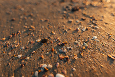 Close-up of seashells on sand at beach