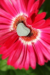 Close-up of stone on pink flower