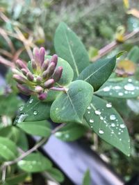 Close-up of plant