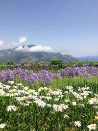 Purple flowering plants on field against sky