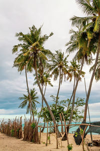 Palm trees on beach against sky