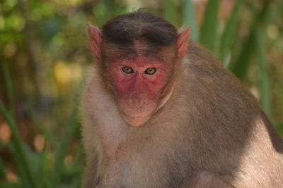 Close-up portrait of cute looking away outdoors