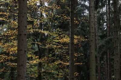 Trees in forest