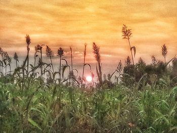 Plants growing on field against sky during sunset