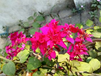 Close-up of pink flowers blooming outdoors