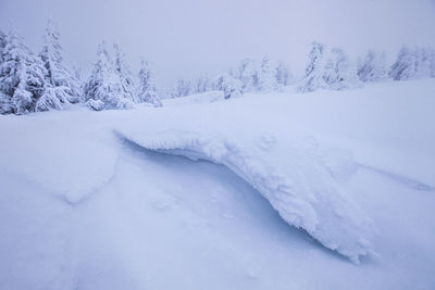 Snow covered trees during winter