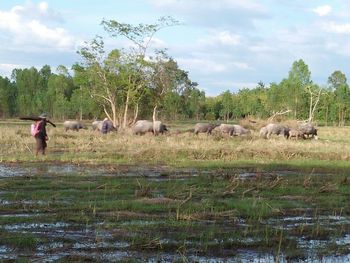 Horses standing on field against sky