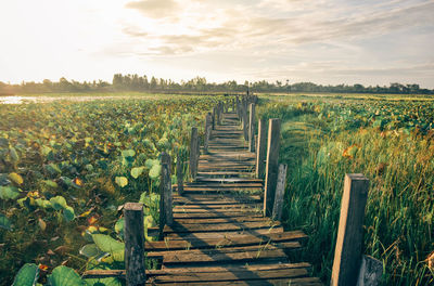 Plants growing on field against sky