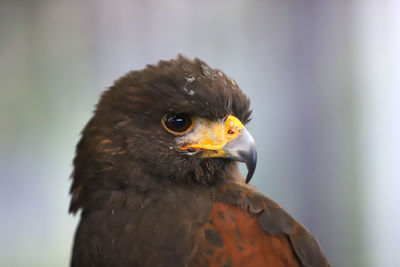 Close-up of a bird looking away