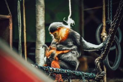 Monkey sitting in cage at zoo