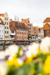 Flowerbed of beautiful yellow flowers on gdansk city background. group of delicate colorful flowers