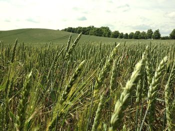 Scenic view of field against cloudy sky