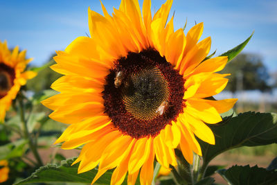 Close-up of sunflower