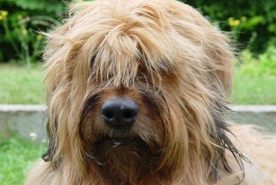 Close-up portrait of dog on field