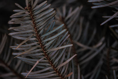 Close-up of dry plant