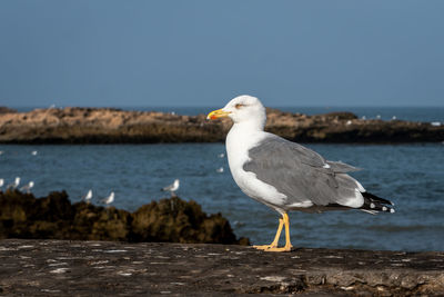 Seagull perching on a beach