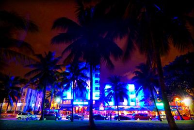 Illuminated palm trees at night