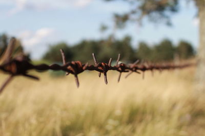 Close-up of spiked plant