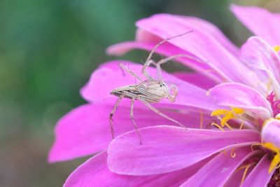 Close-up of insect pollinating on pink flower