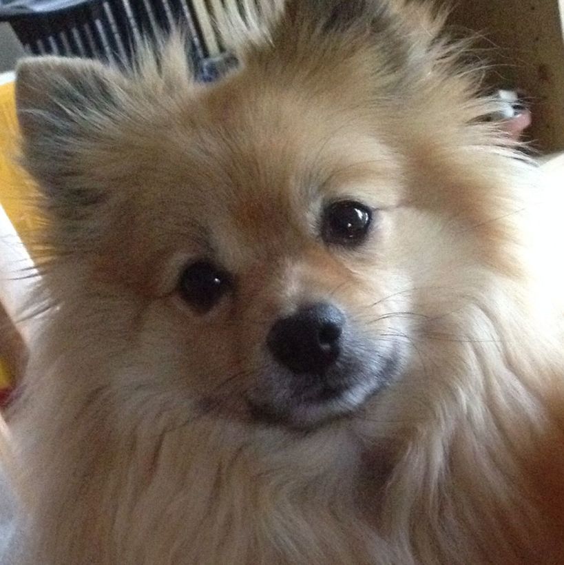 animal themes, domestic animals, pets, one animal, dog, mammal, indoors, looking at camera, portrait, animal hair, close-up, animal head, cute, young animal, home interior, no people, brown, high angle view, puppy, focus on foreground