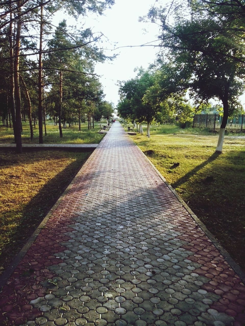 the way forward, tree, diminishing perspective, vanishing point, tranquility, footpath, growth, grass, tranquil scene, treelined, nature, pathway, long, walkway, scenics, road, day, sky, beauty in nature, green color