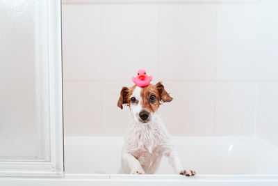 Portrait of a dog on landscape at home