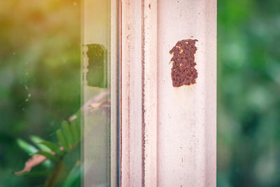 Close-up of insect on window