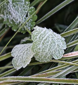 Close-up of frost on plant