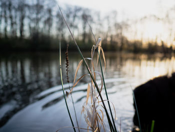 Close-up of plant against lake