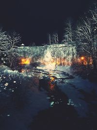 Illuminated trees against sky at night during winter
