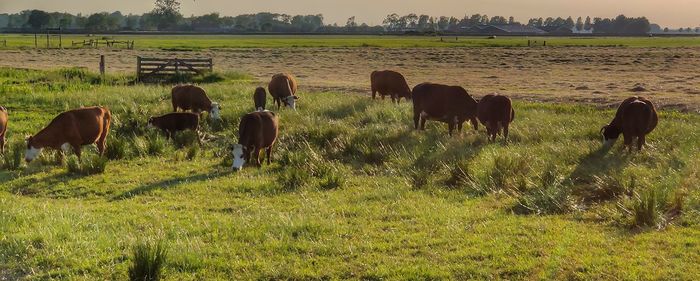 Horses grazing in field