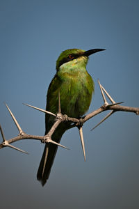 bird