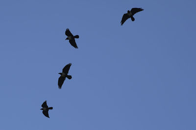 Low angle view of birds flying in sky