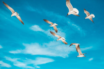 Low angle view of seagulls flying in sky