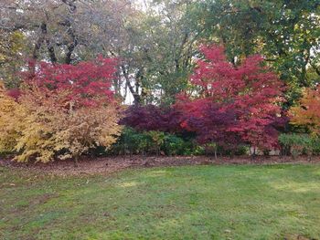 Trees on landscape during autumn