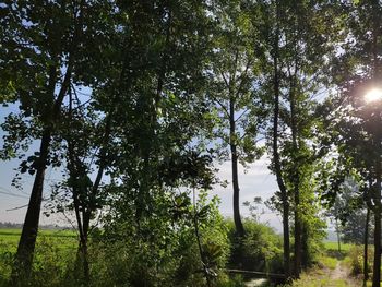 Low angle view of trees in forest against sky