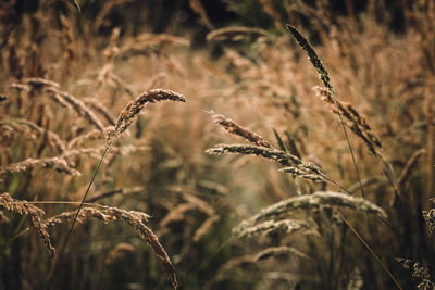 Close-up of wheat growing on field