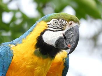 Close-up of a parrot