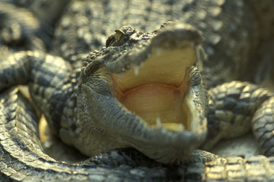 Close-up of turtle