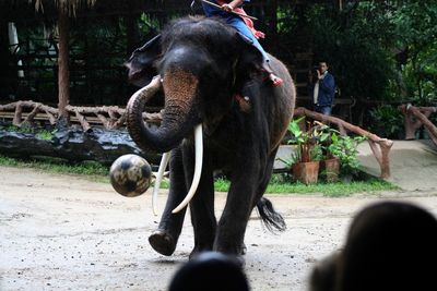 one animal